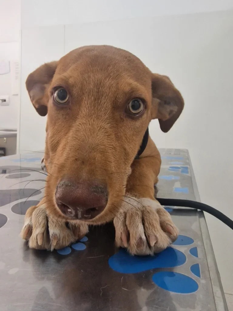 Gus