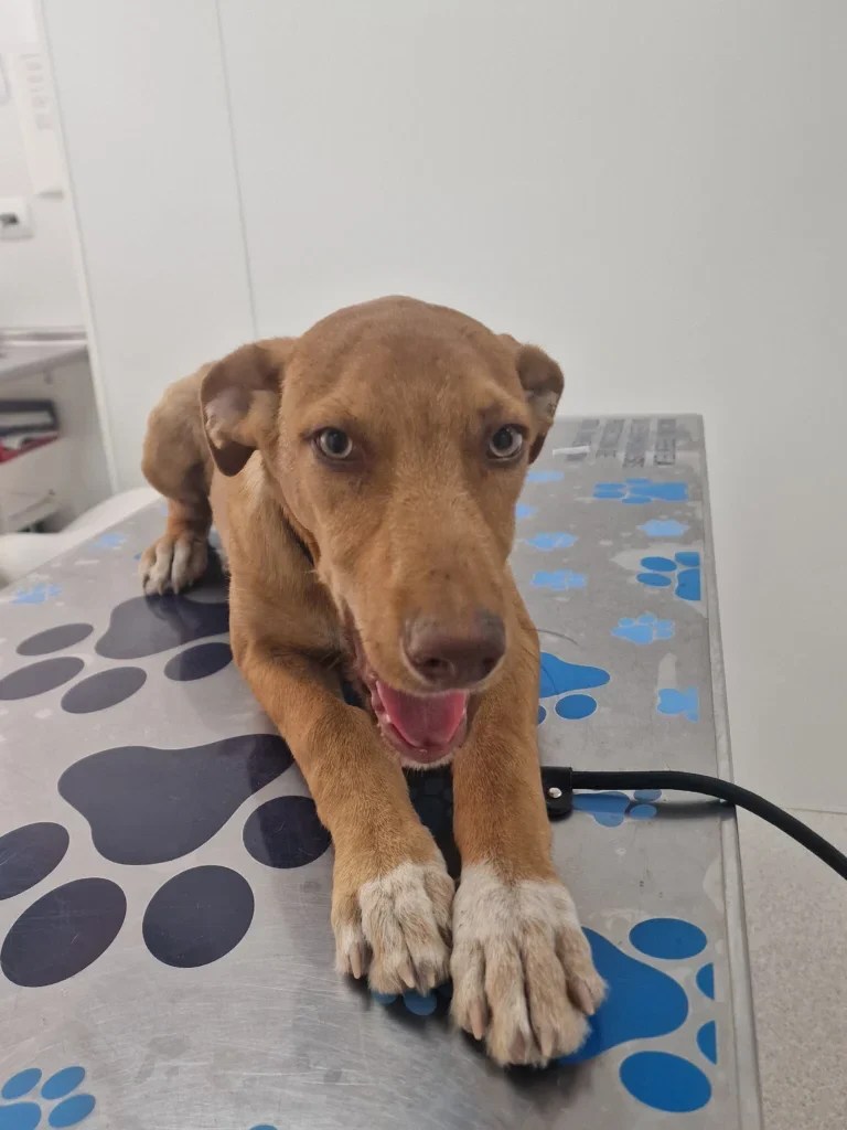 Gus