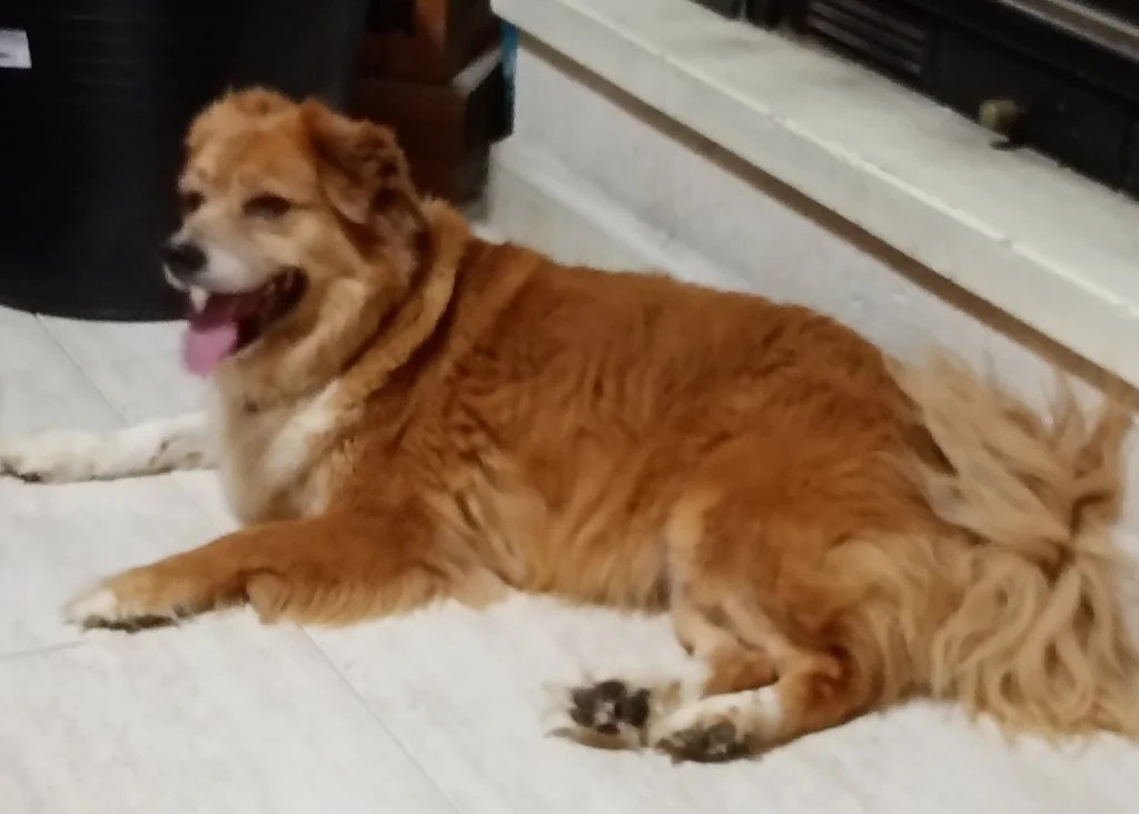 Rescue Dog Roxy