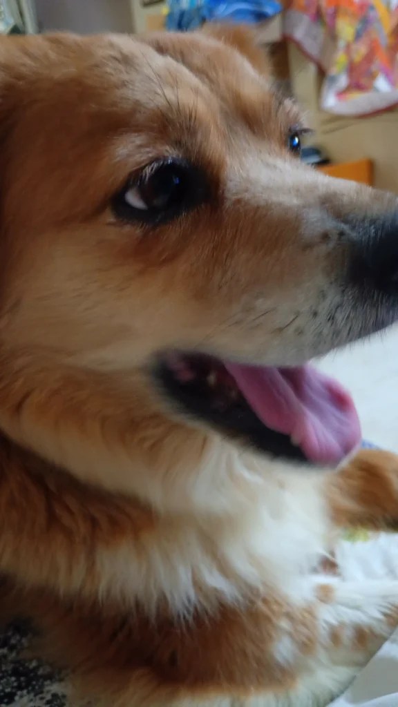 Rescue Dog Roxy