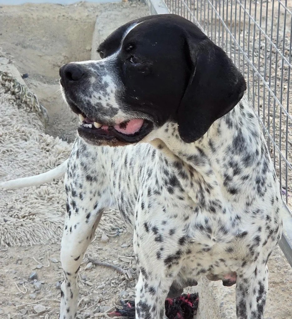 Rescue dog Betsy pointer cross