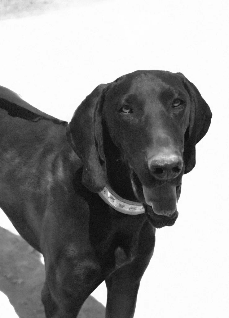 Rescue dog Bruno pointer cross