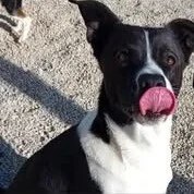 Chico