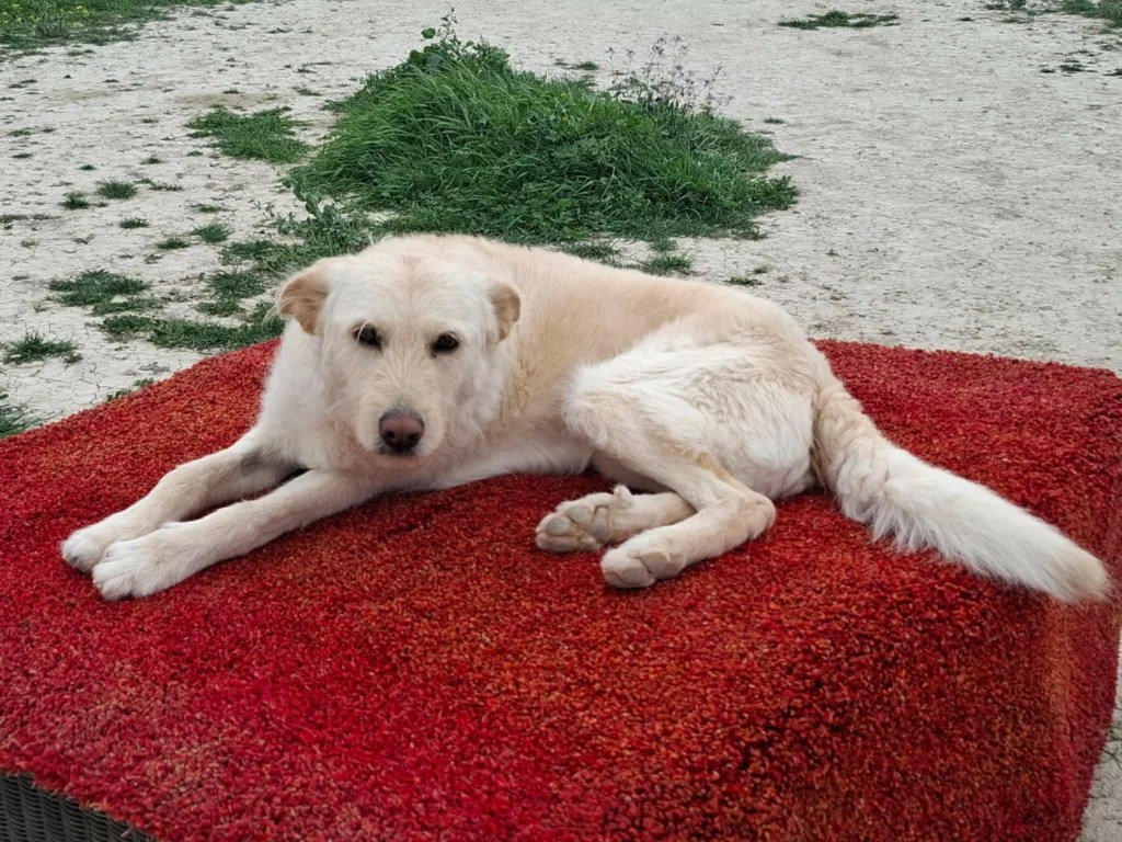Molly