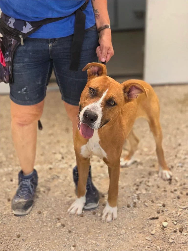 Rescue dog Tara