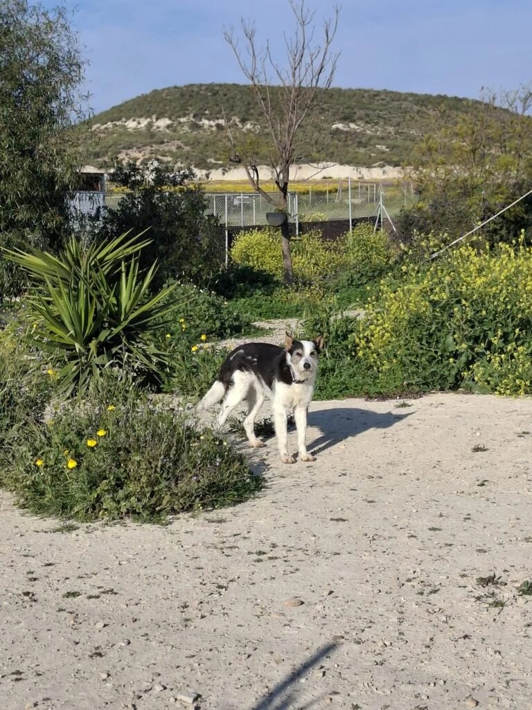 Taz