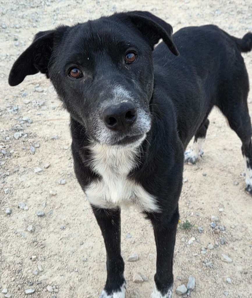 Rescue dog Toby