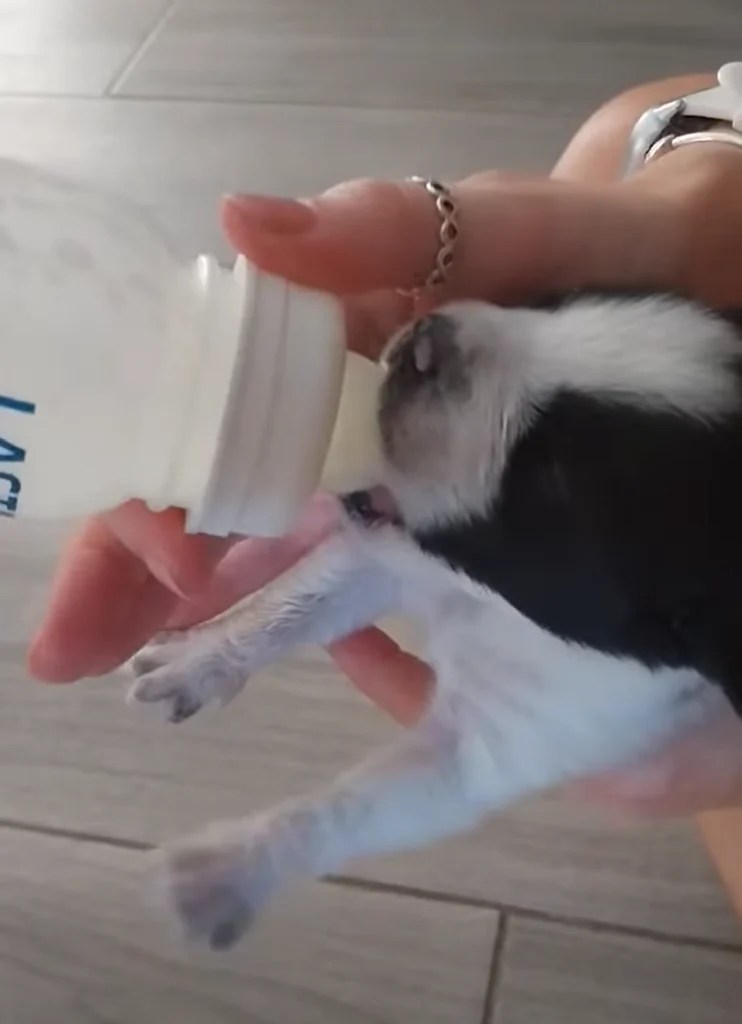 Betsy's puppy Yanny feeding from bottle