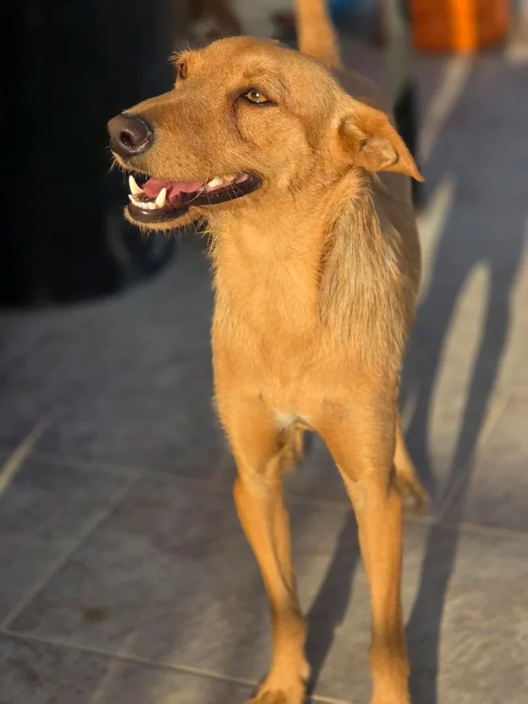 Zack – Podenco Boy, approximately 2 Years Old