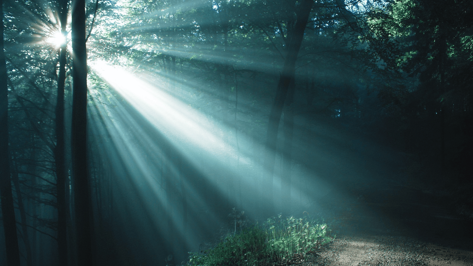 Sun rays shining through trees, a reflection of the idea of a higher power in sobriety.