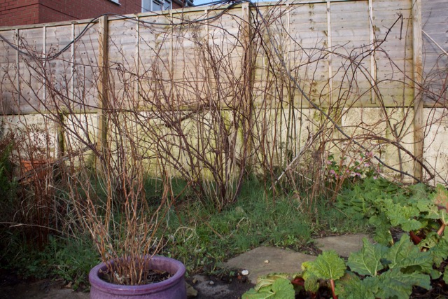 Soft fruit area, over run by alliums