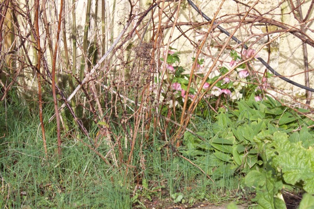 the mild winter means the alliums have thrived