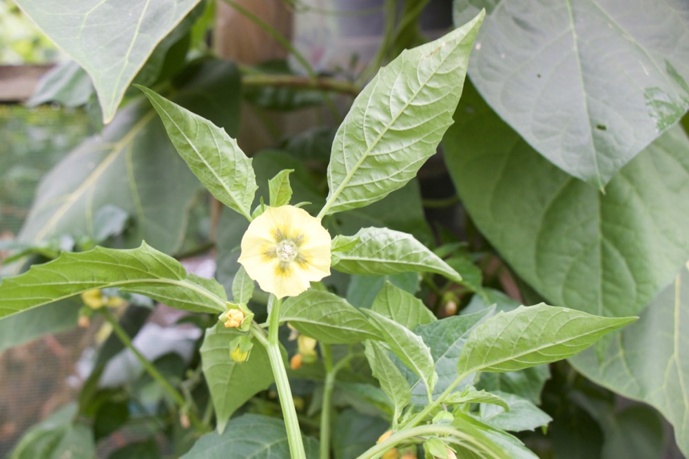 Tomatillo flower