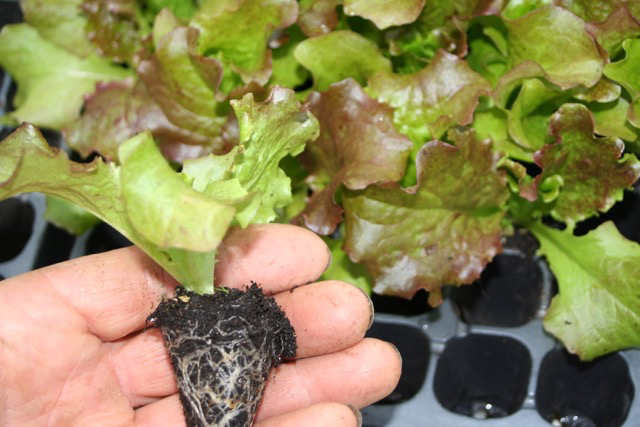 lettuce module tray