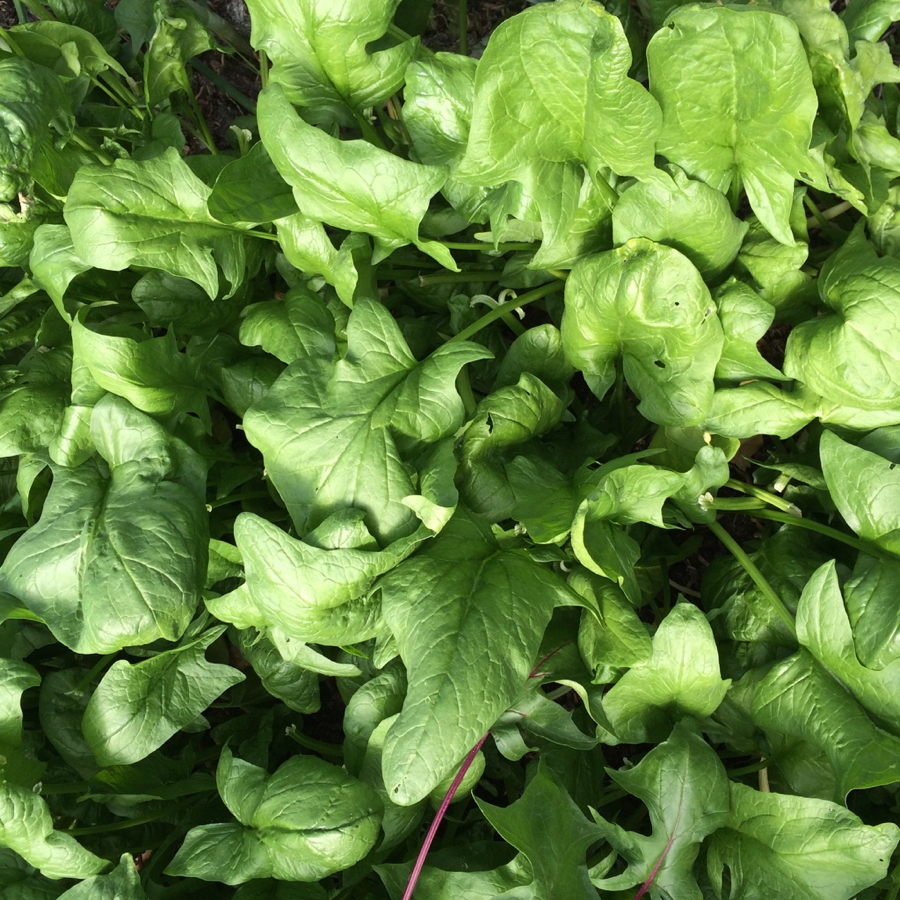 spinach