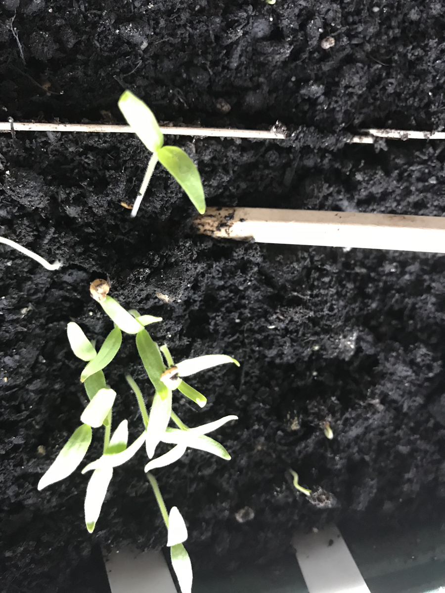 How to prick out seedlings (and other February gardening