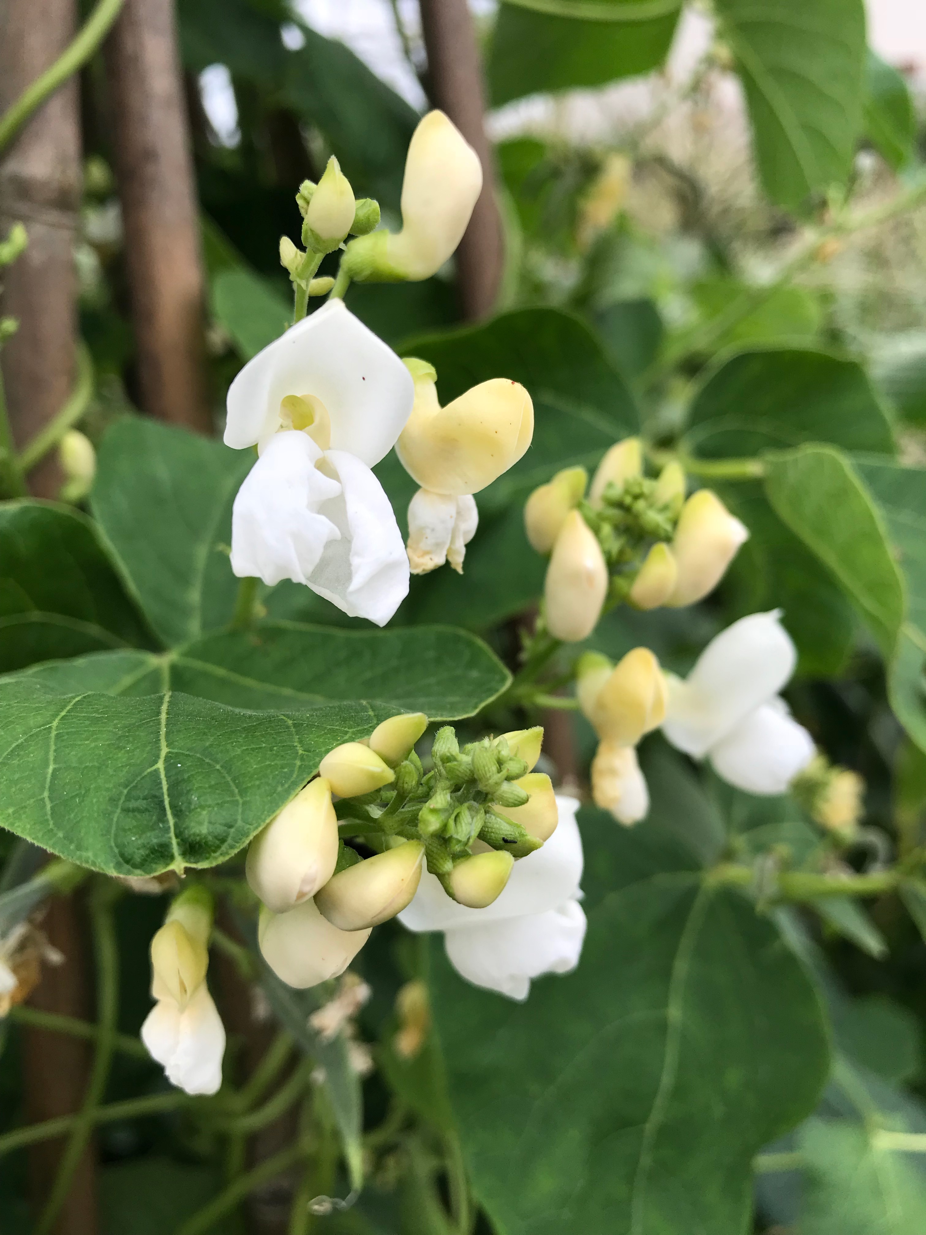 2.31: czar beans growing in the garden, the bean flowers