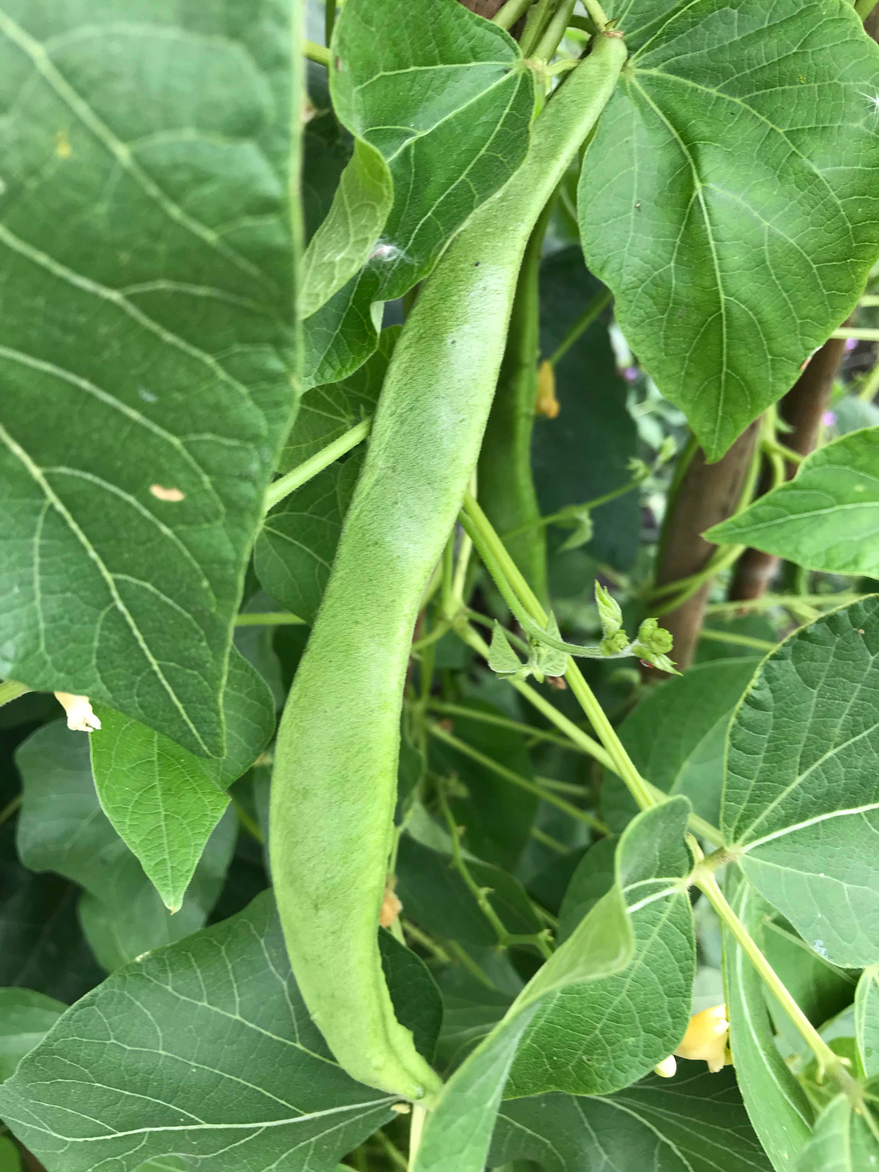 2.31: czar beans growing in the garden, the beans are a kind of runner bean