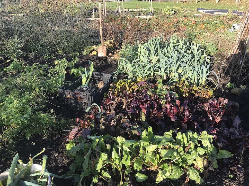 the beetroot and leek bed, carrots are to the left of the beets