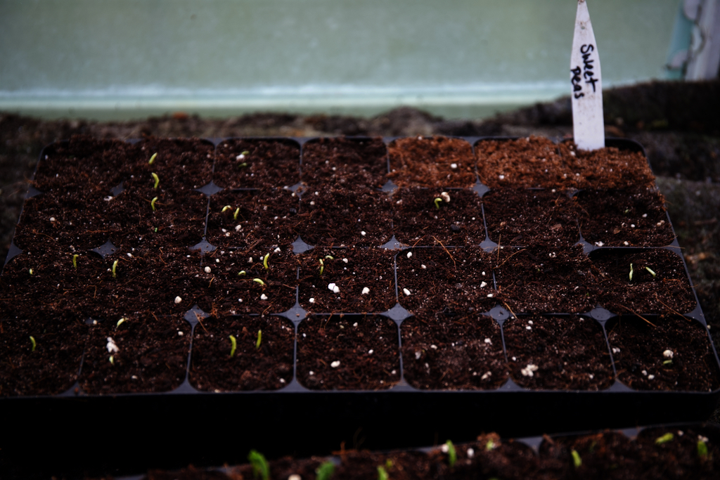 sweet peas