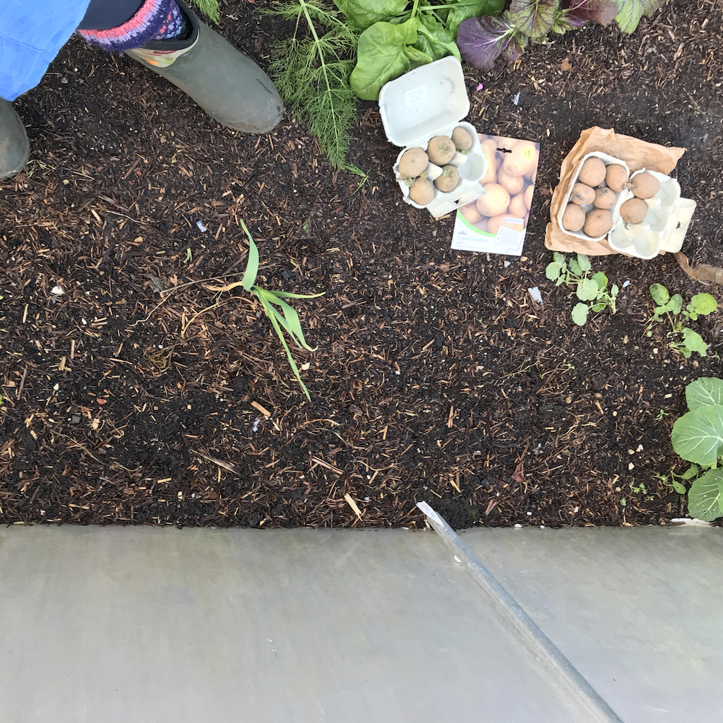 Swift and Rocket potatoes