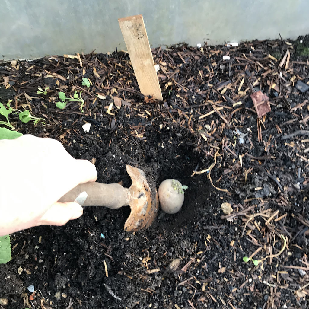 planting potatoes