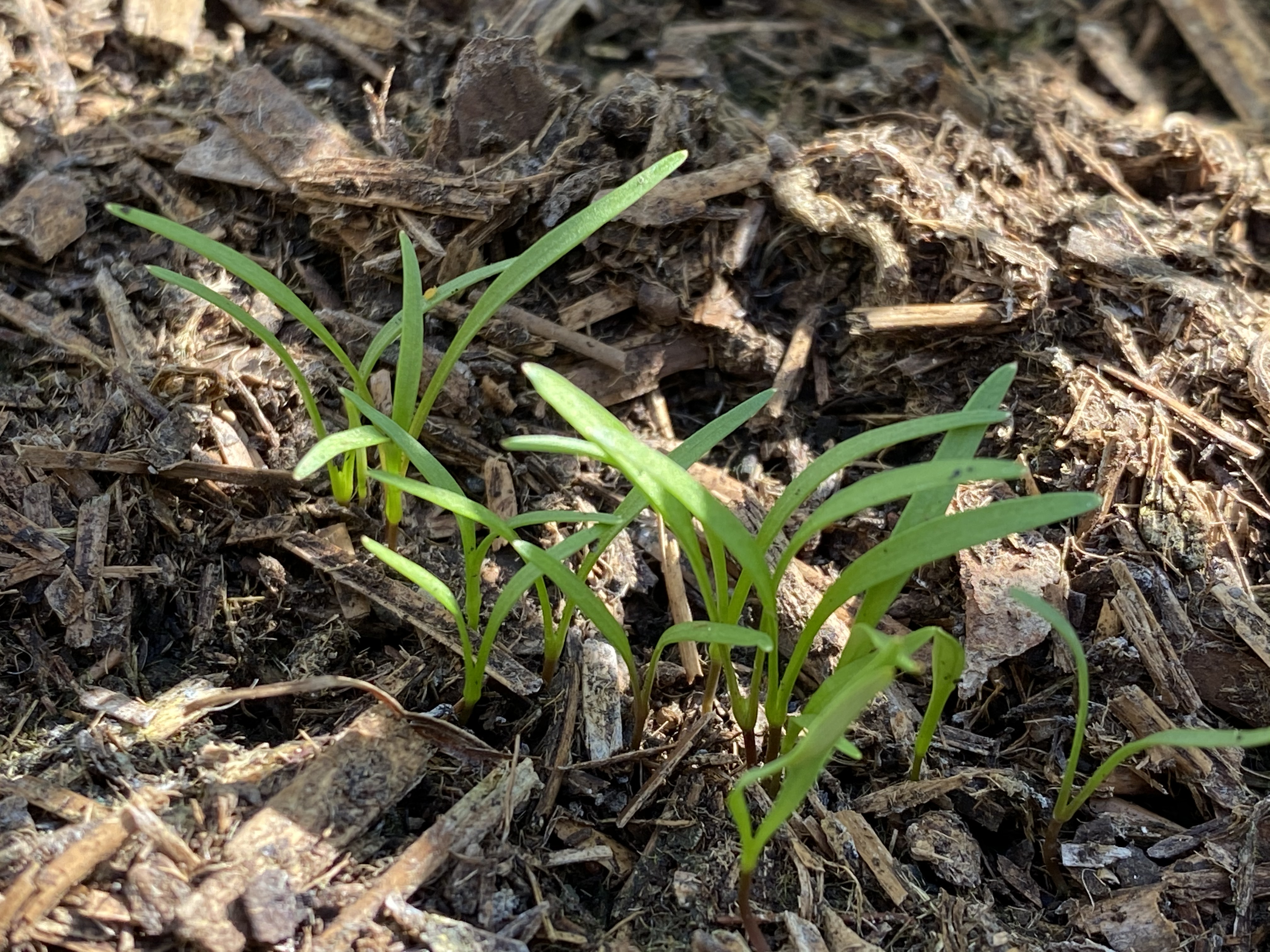 germinating carrots