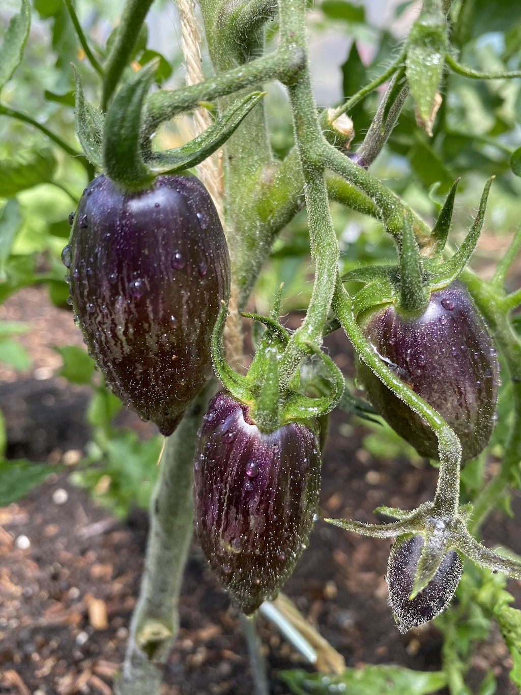 Brad's Atomic Grape - stunning colour, but isn't ripe yet