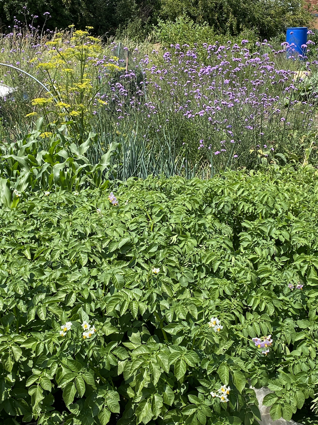 potatoes and flowering plants for biodiversity