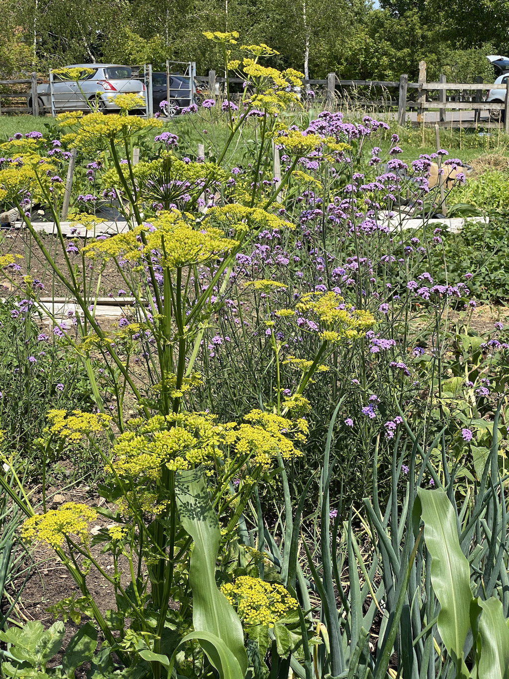 flowering parsnip