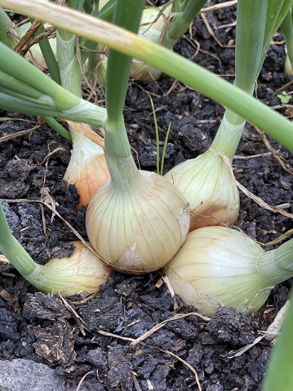 multi sown onion