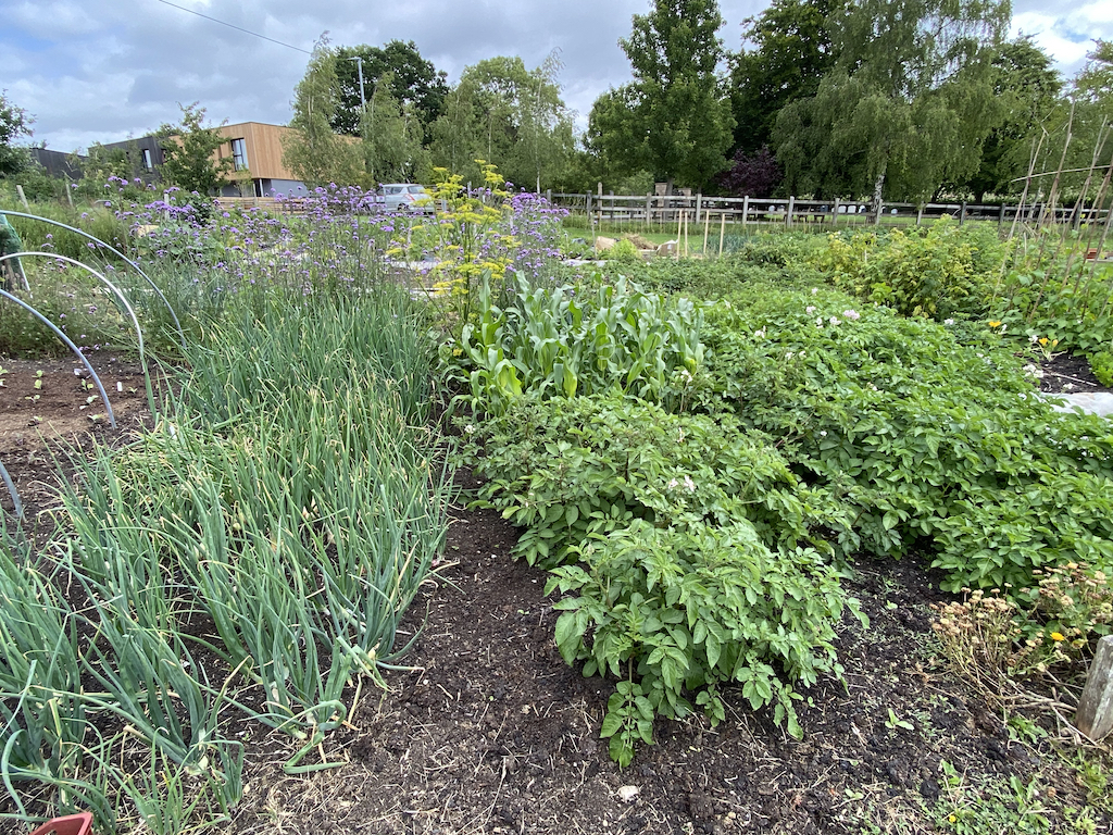 multi sown onions and potatoes