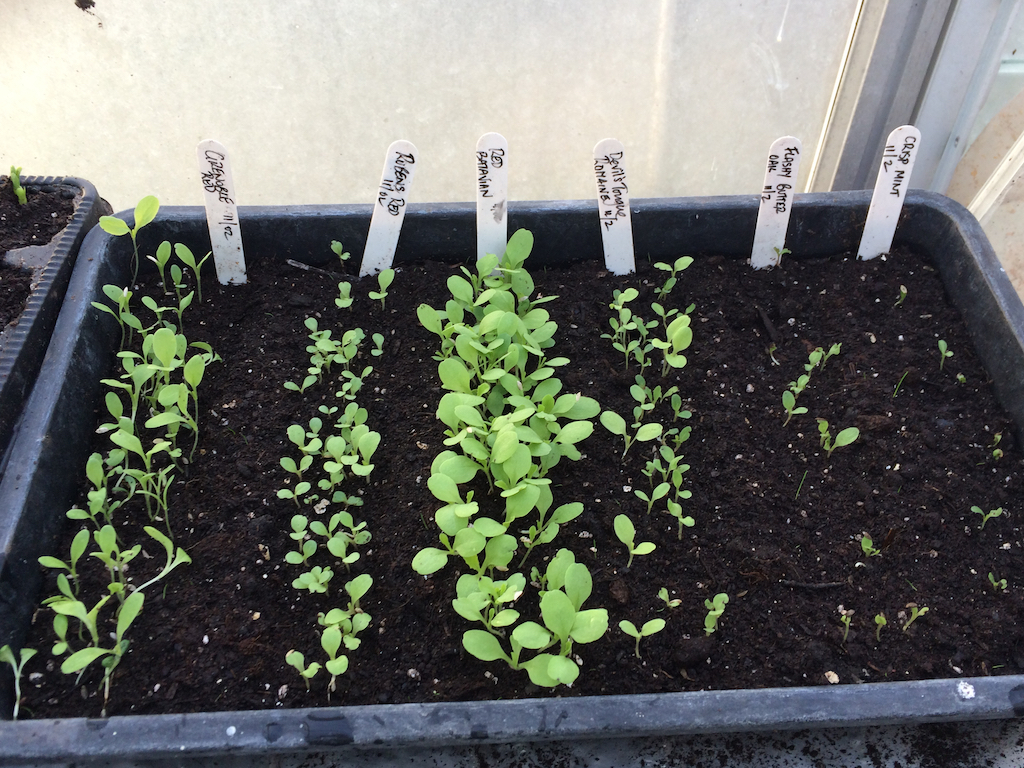 lettuce seedlings