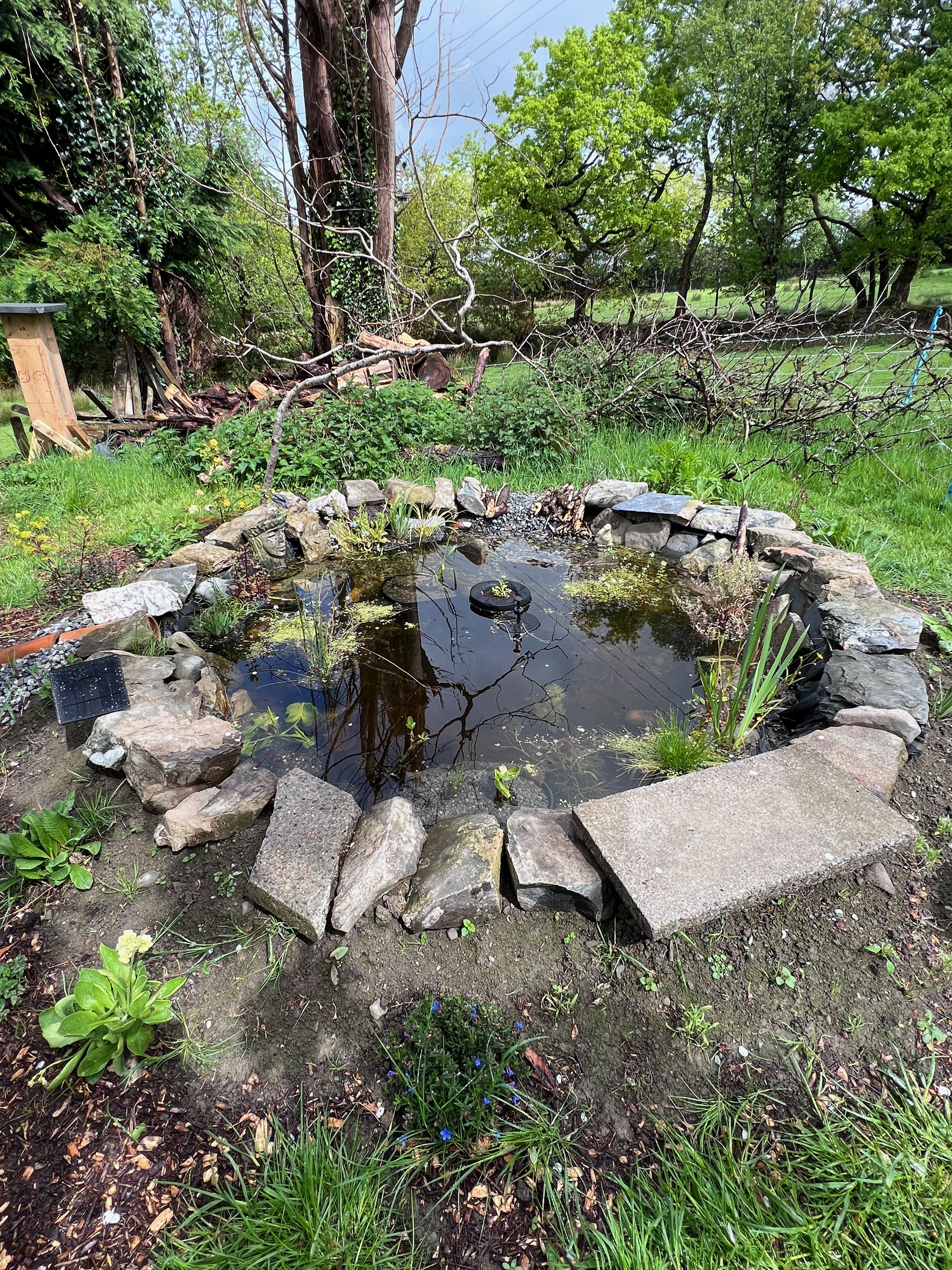new wildlife pond