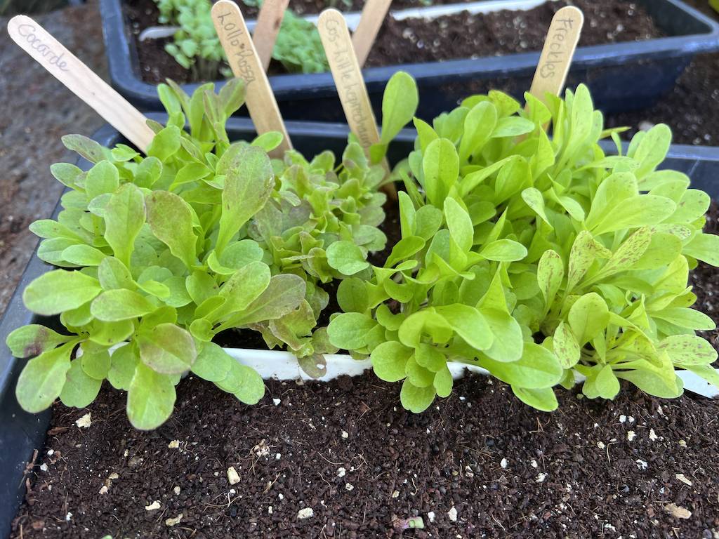 lettuces waiting to be pricked out