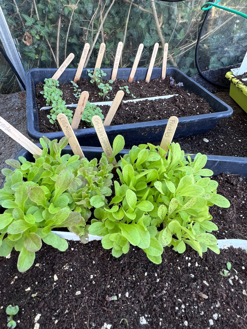seedlings in seed trays