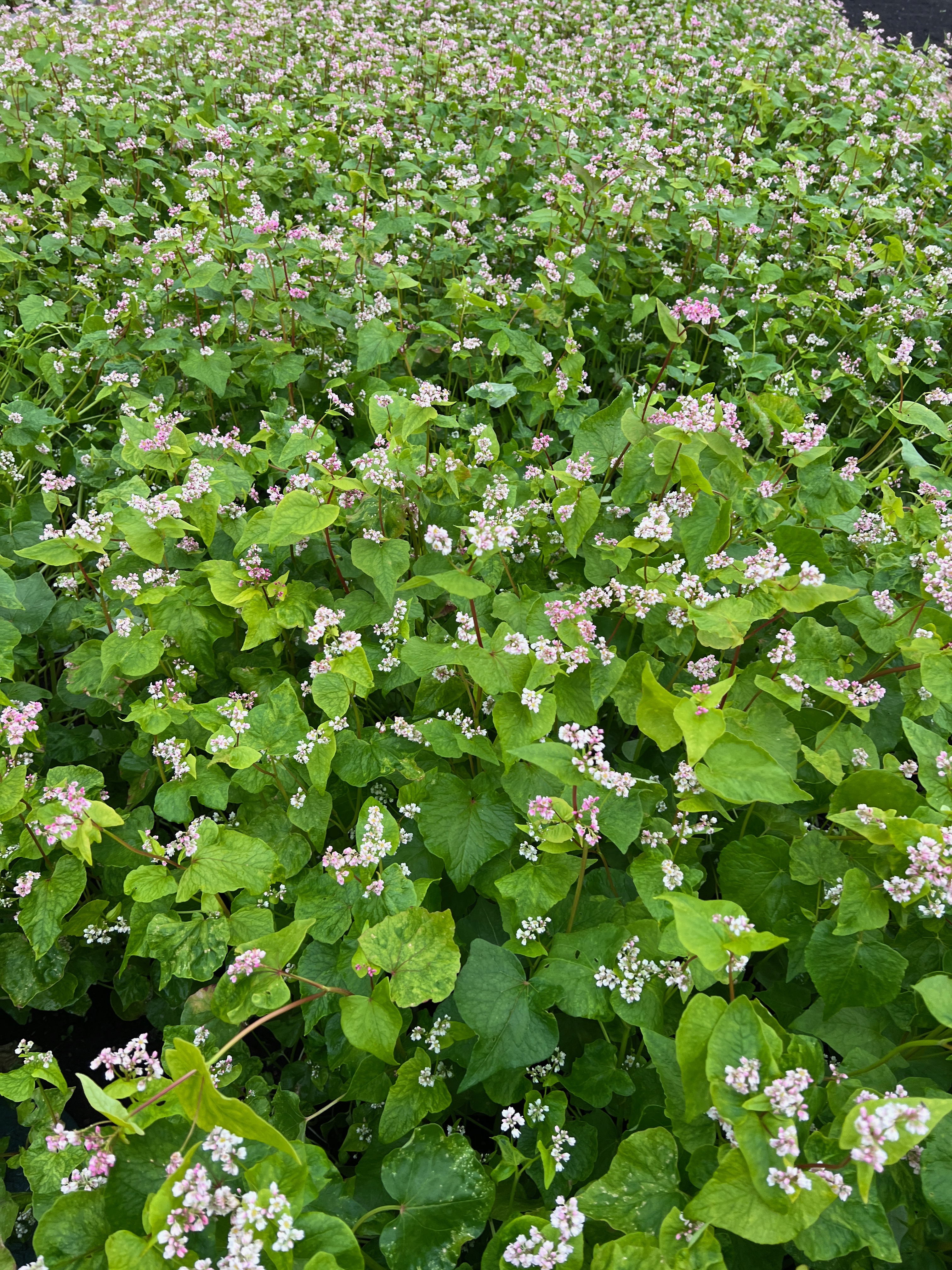 Using Green Manures in No Dig Gardening