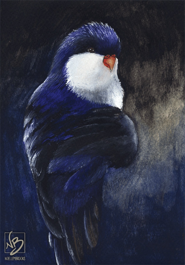 blue lorikeet, lorikeet, lorikeets, bird, birds, blue, blues, purple, purples, violet, violets, watercolor, watercolors, watercolour, watercolours, painting, paintings, paint, ink, inks, pen, ballpoint pen, drawing, drawings, animal, animals, wildlife, nature, realism, realistic, noellembrooks, noelle m brooks, noelle brooks, art, illustration, illustrations, portrait, portraits, portraiture