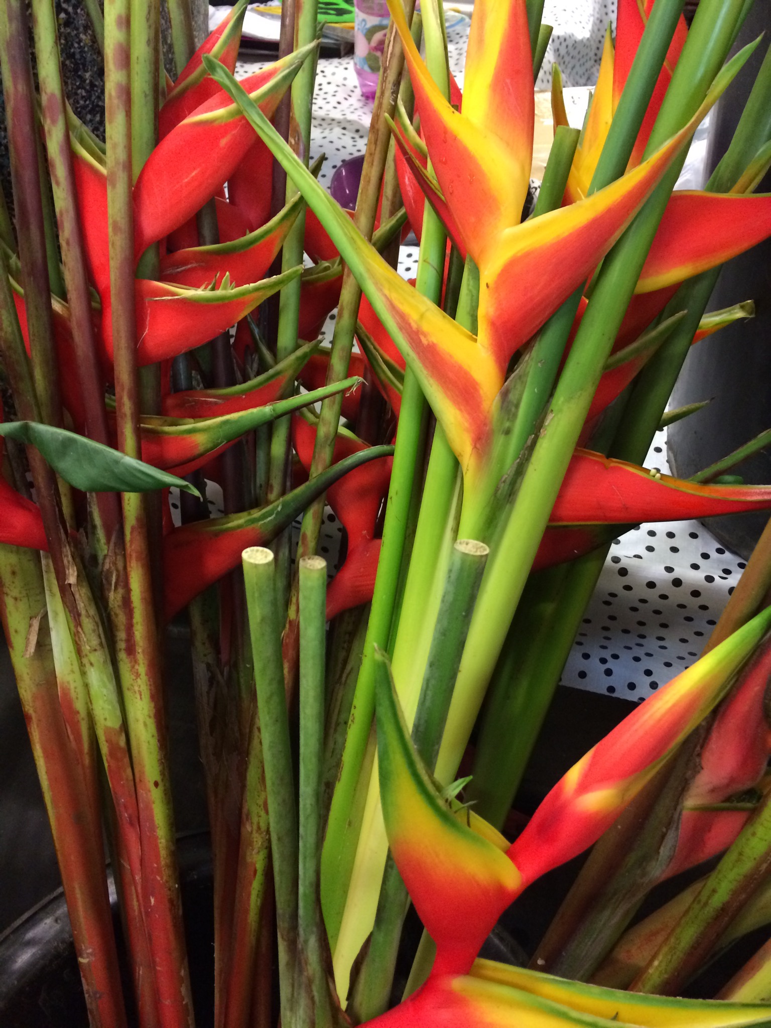 Market shopping in Cairns