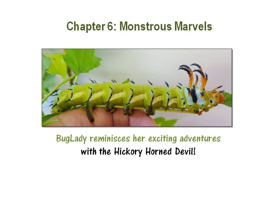 Day SIX:  BugLady’s Twelve Days of Christmas!