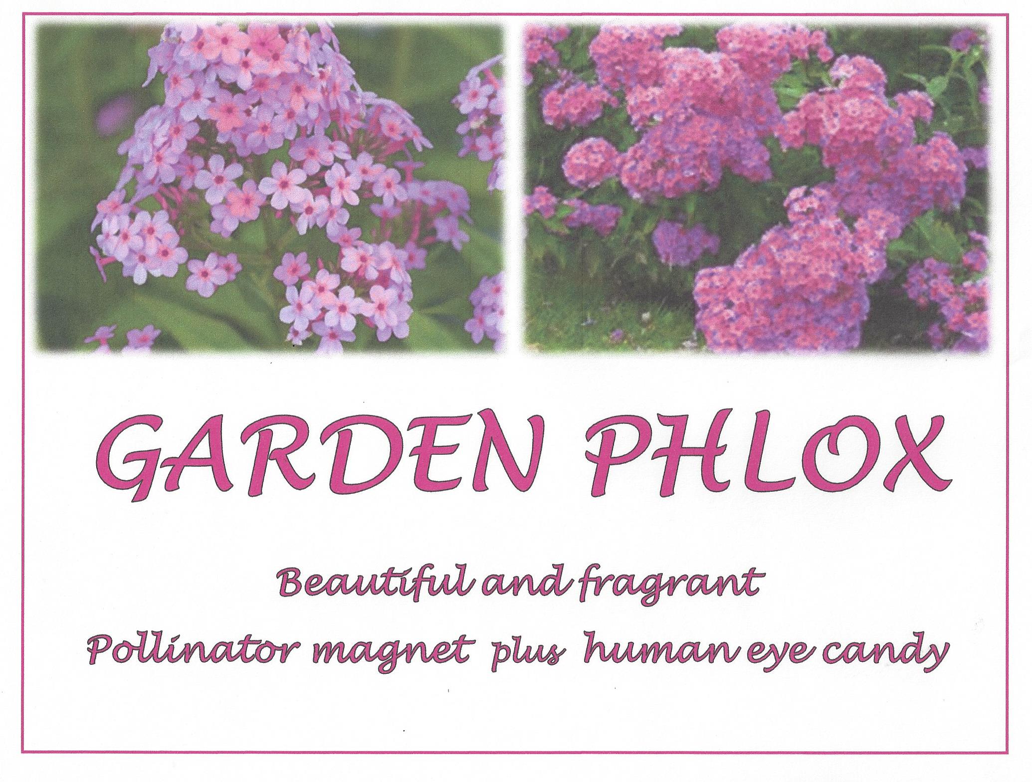 Beautiful Garden Phlox