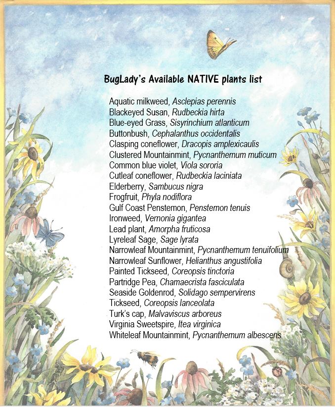 BugLady’s Available NATIVE Plants