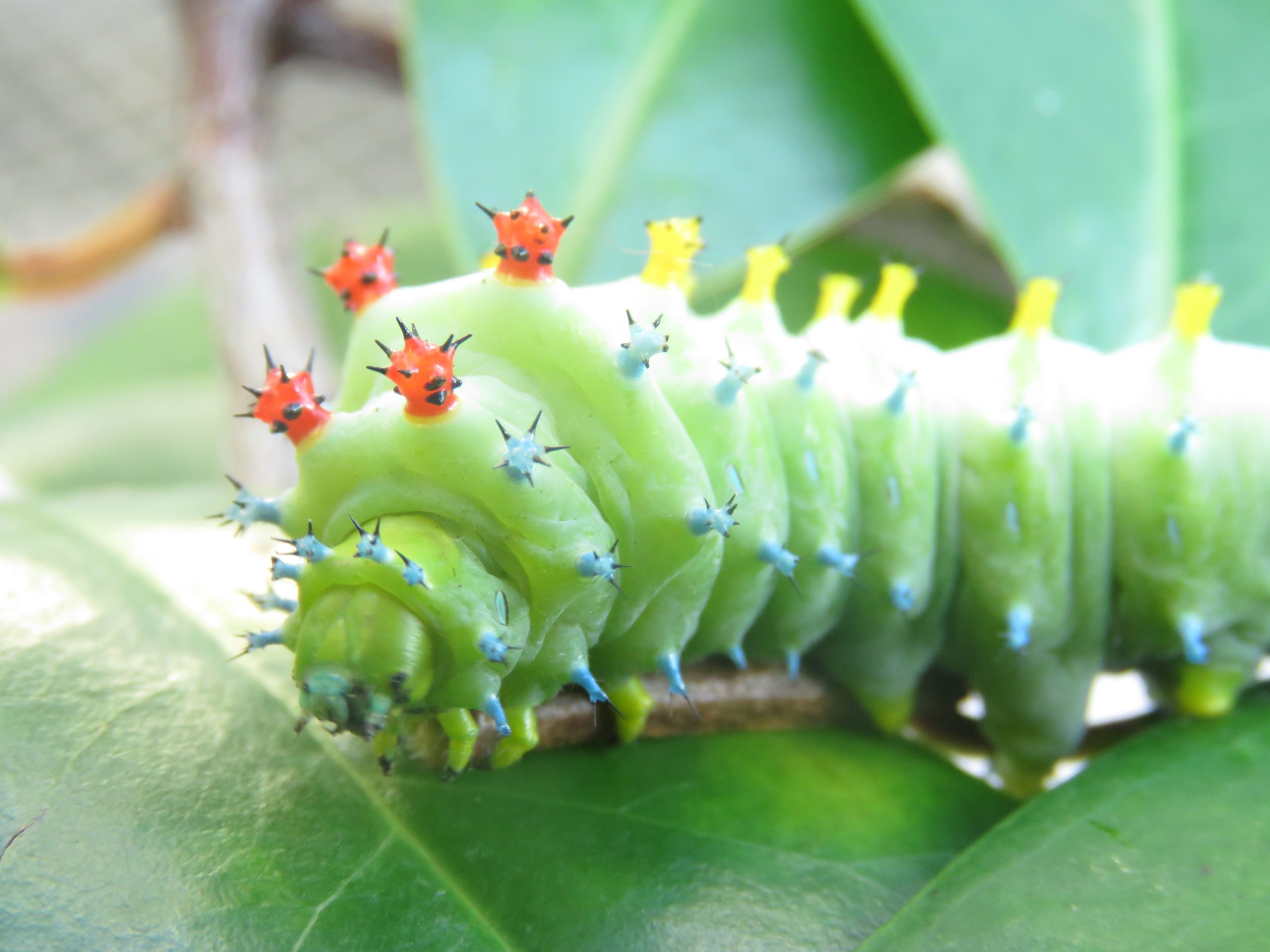 Today’s Learning Room Display: GIANT SILK MOTH CATERPILLARS!