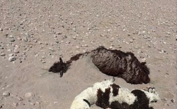 Reportaron más de 30 camélidos muertos por la nevada y fuertes vientos en la comunidad de Turco, en Oruro