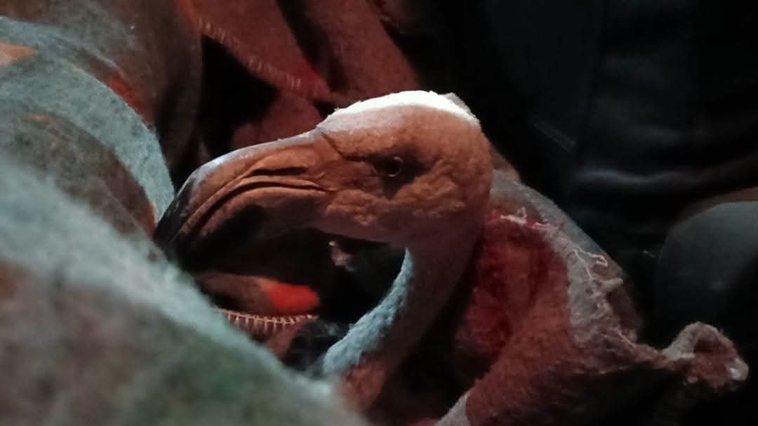 Trasladan a dos cóndores y dos flamencos del Bioparque de Oruro a Cochabamba para cuidado especializado