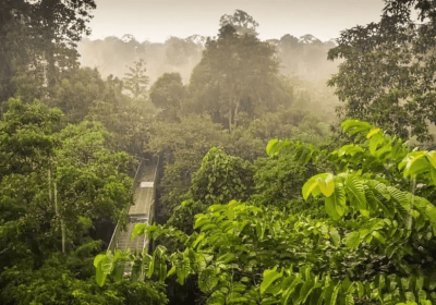 The Ultimate Guide to Lahad Datu – Gateway to Ancient Rainforests and Wildlife
