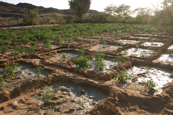 Agricultural Development