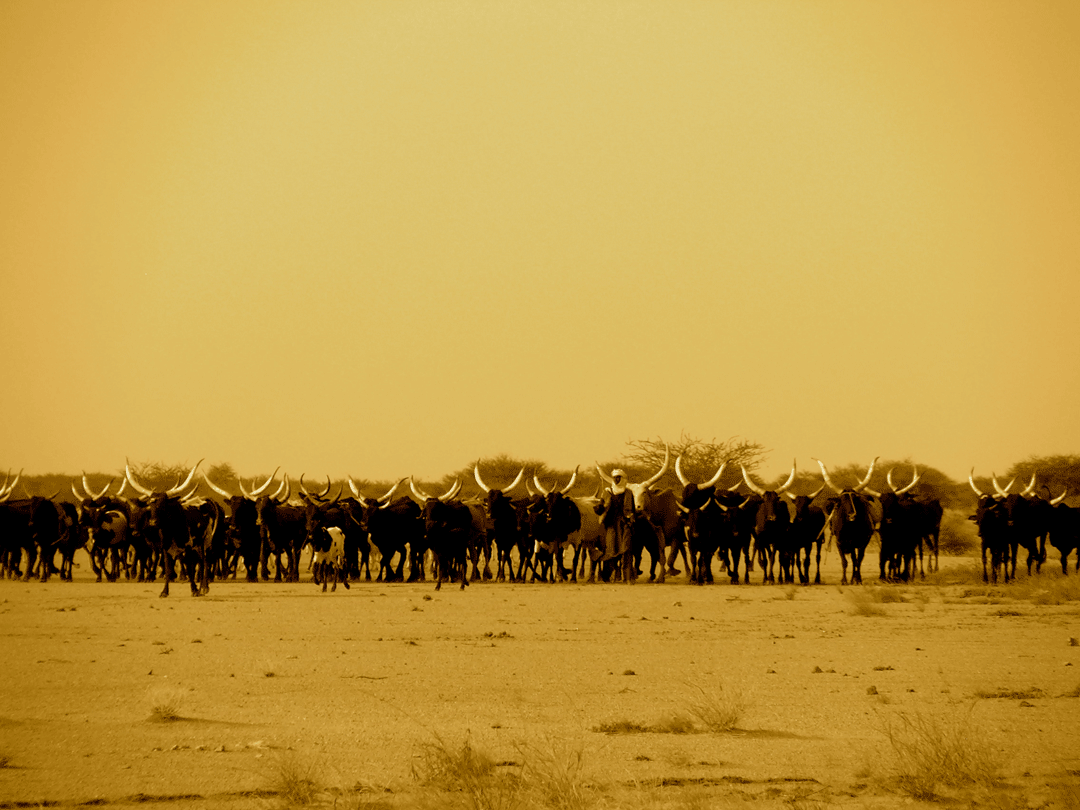 Tamesna Center for Nomadic Life