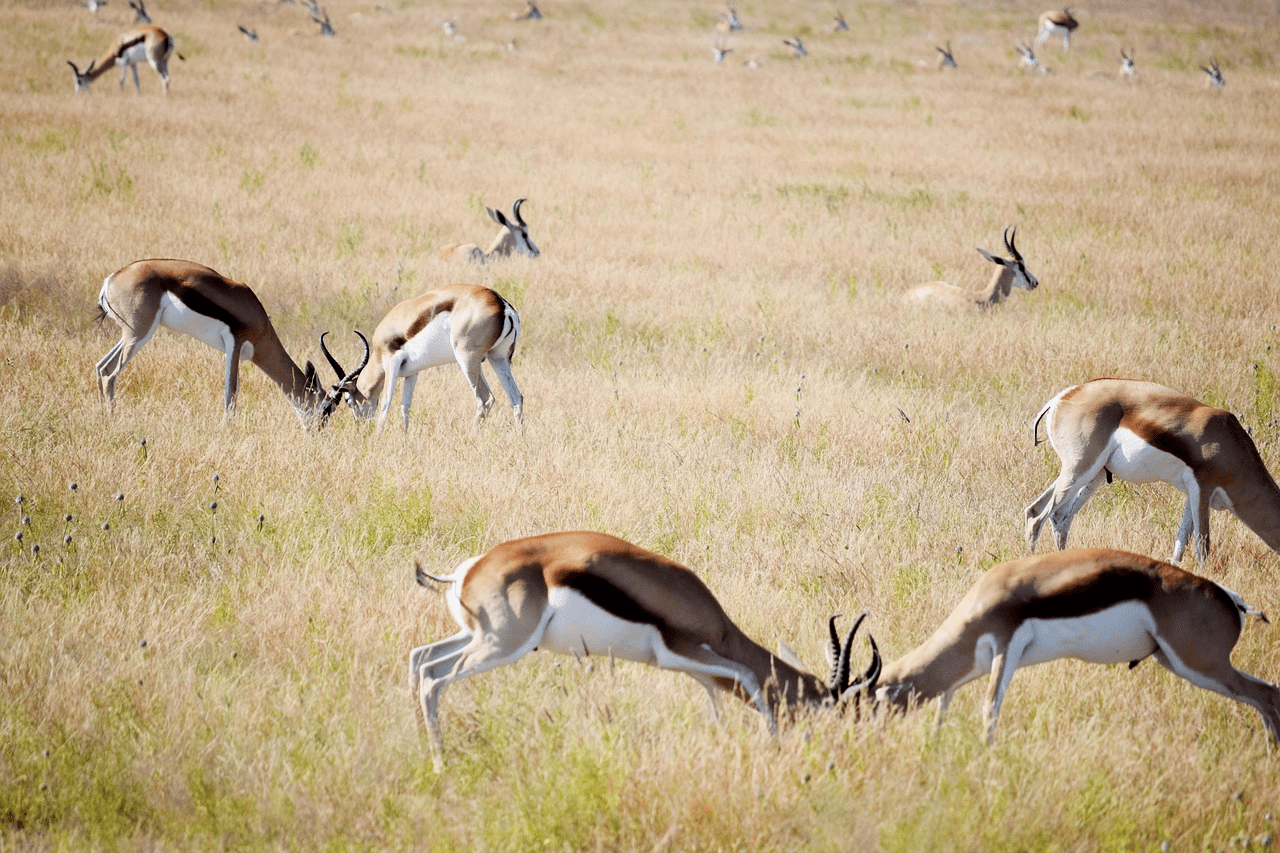 Springboks in CKGR