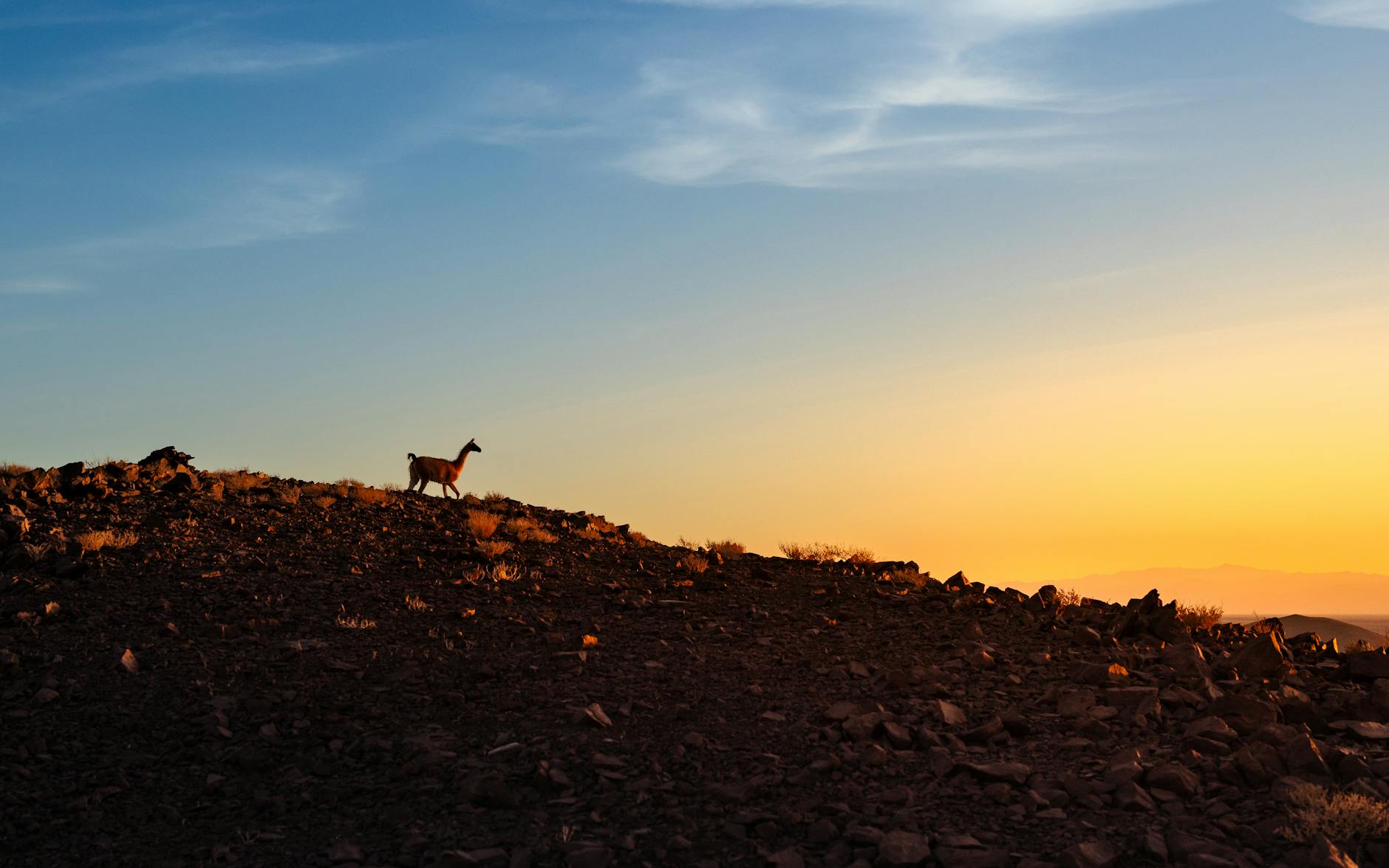 A guanaco on a grassland hill in Northern Argentina.